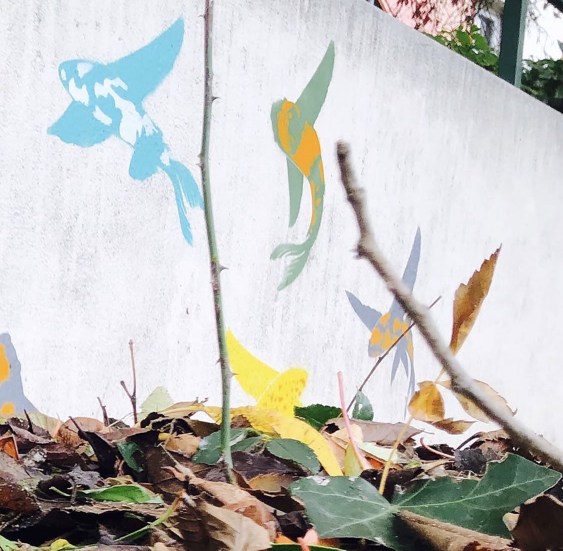 Carpes koï colorées au pochoir sur un mur blanc